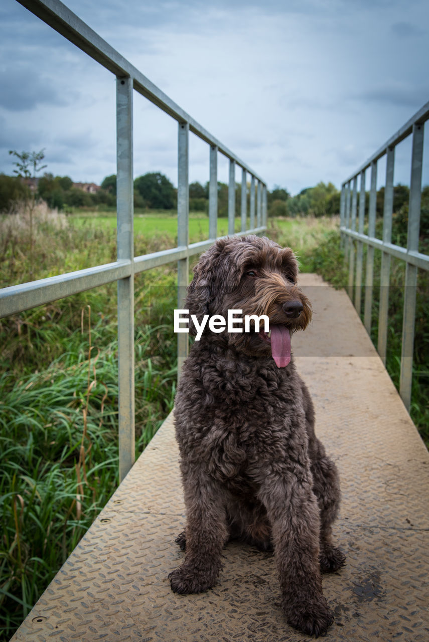 Portrait of dog sitting on bridge railing against sky