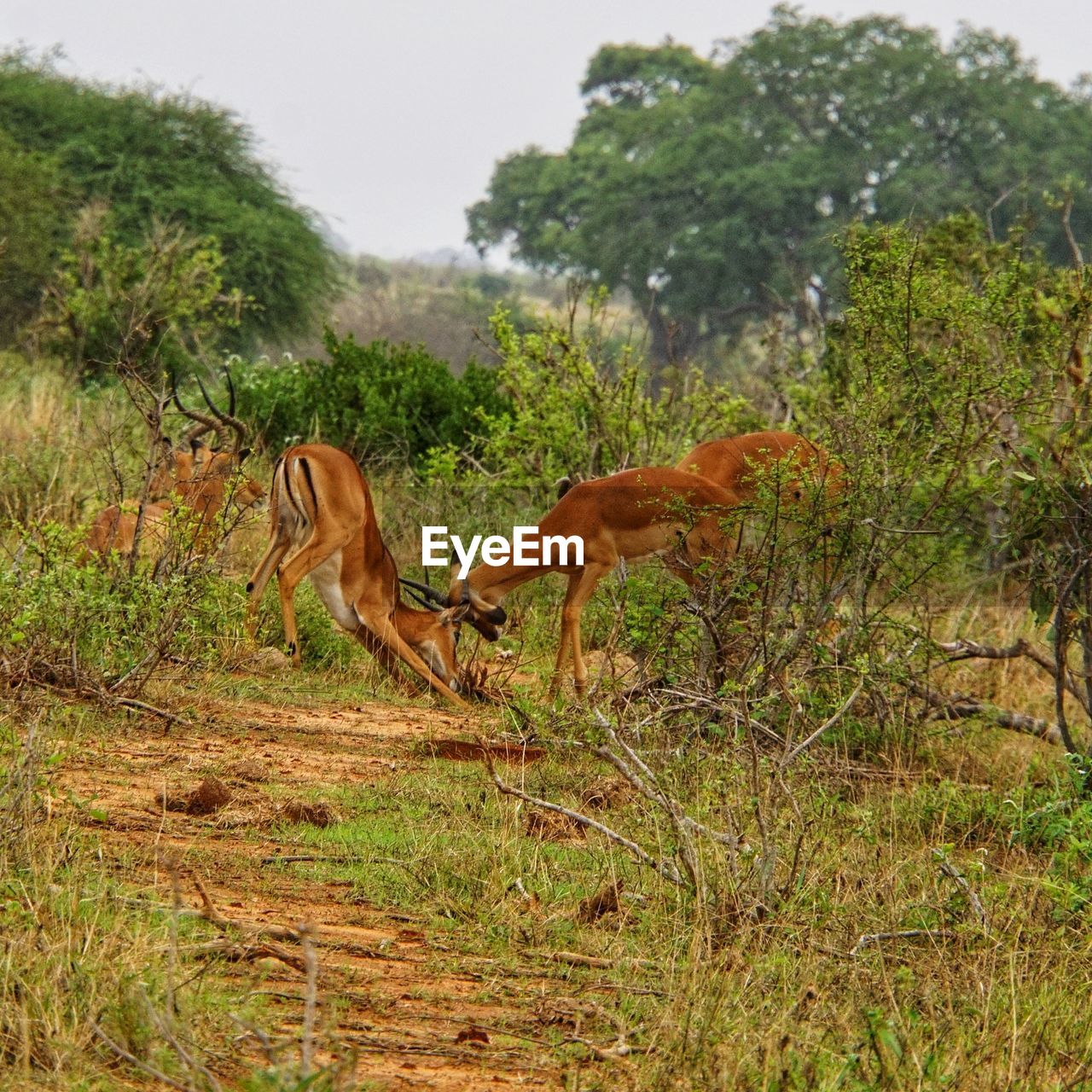 Gazelles fighting in a field