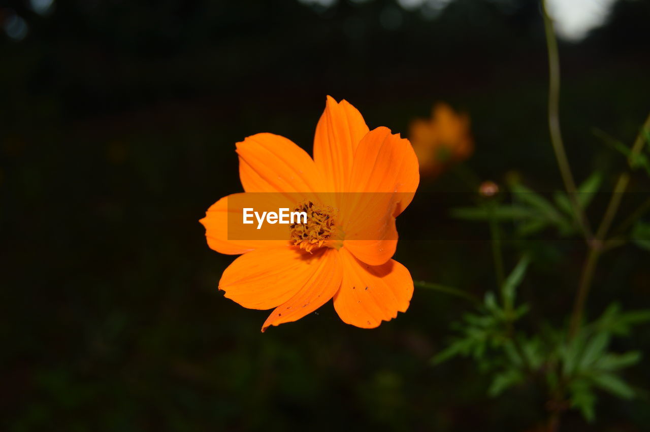 Close-up of yellow flower