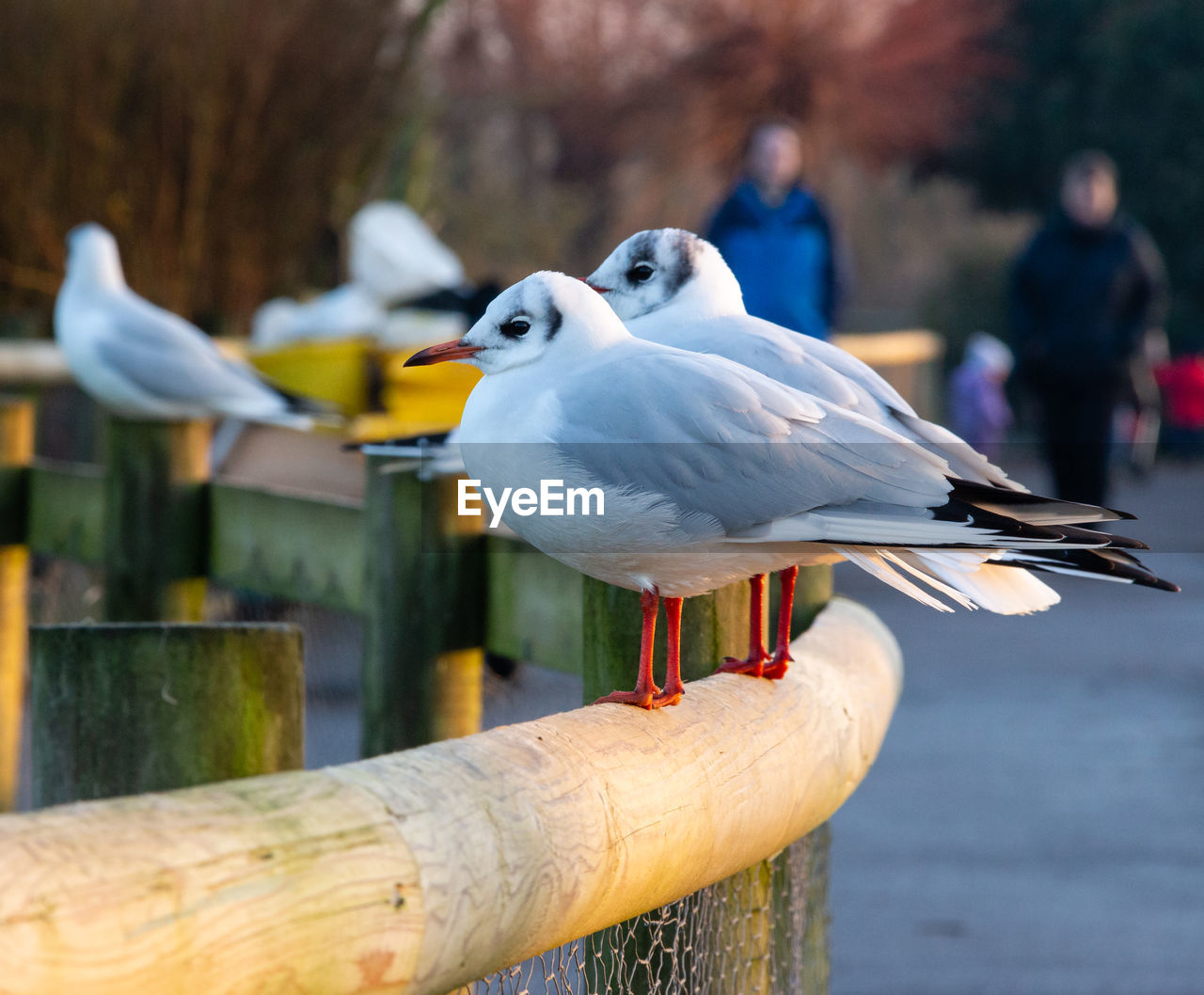 Close-up of seagulls perching on wooden post