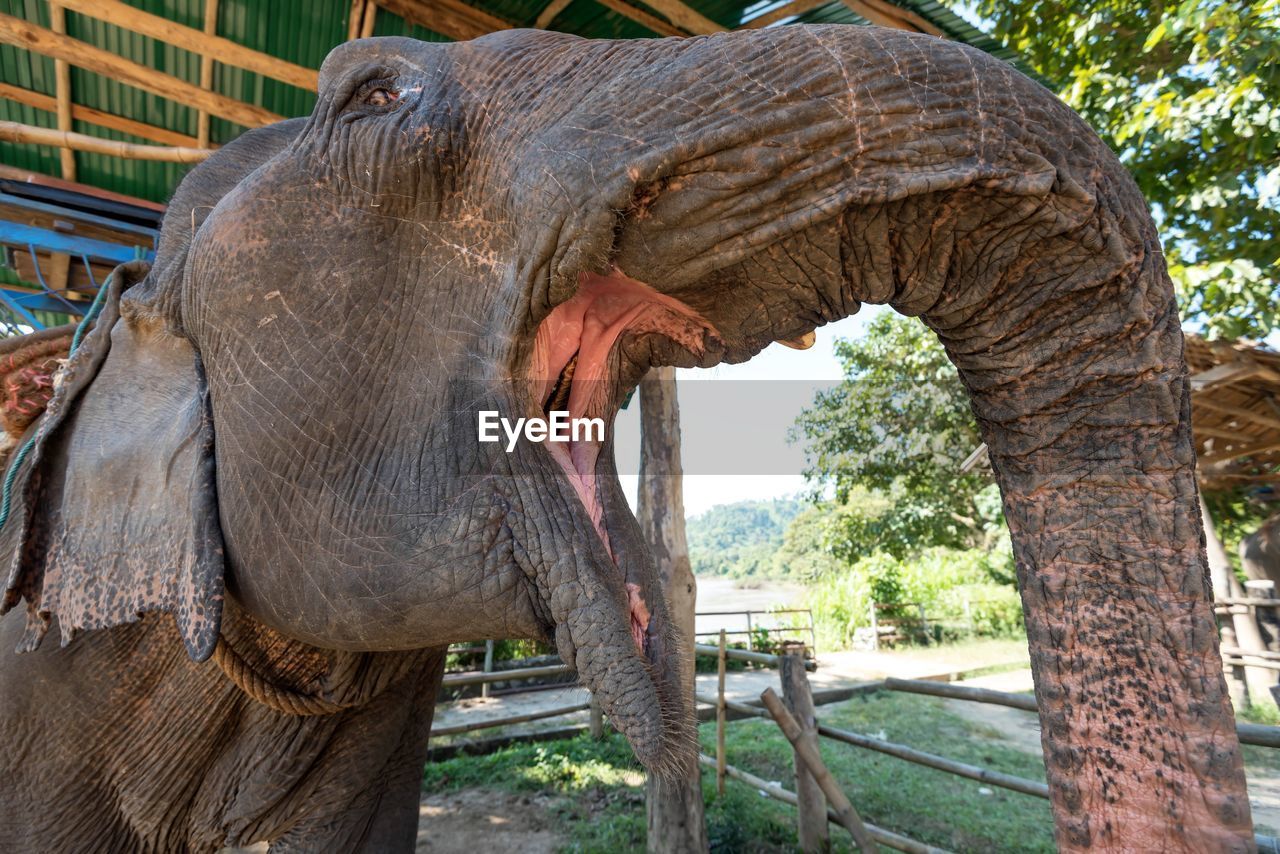 Close-up of elephants wide open mouth and trunk