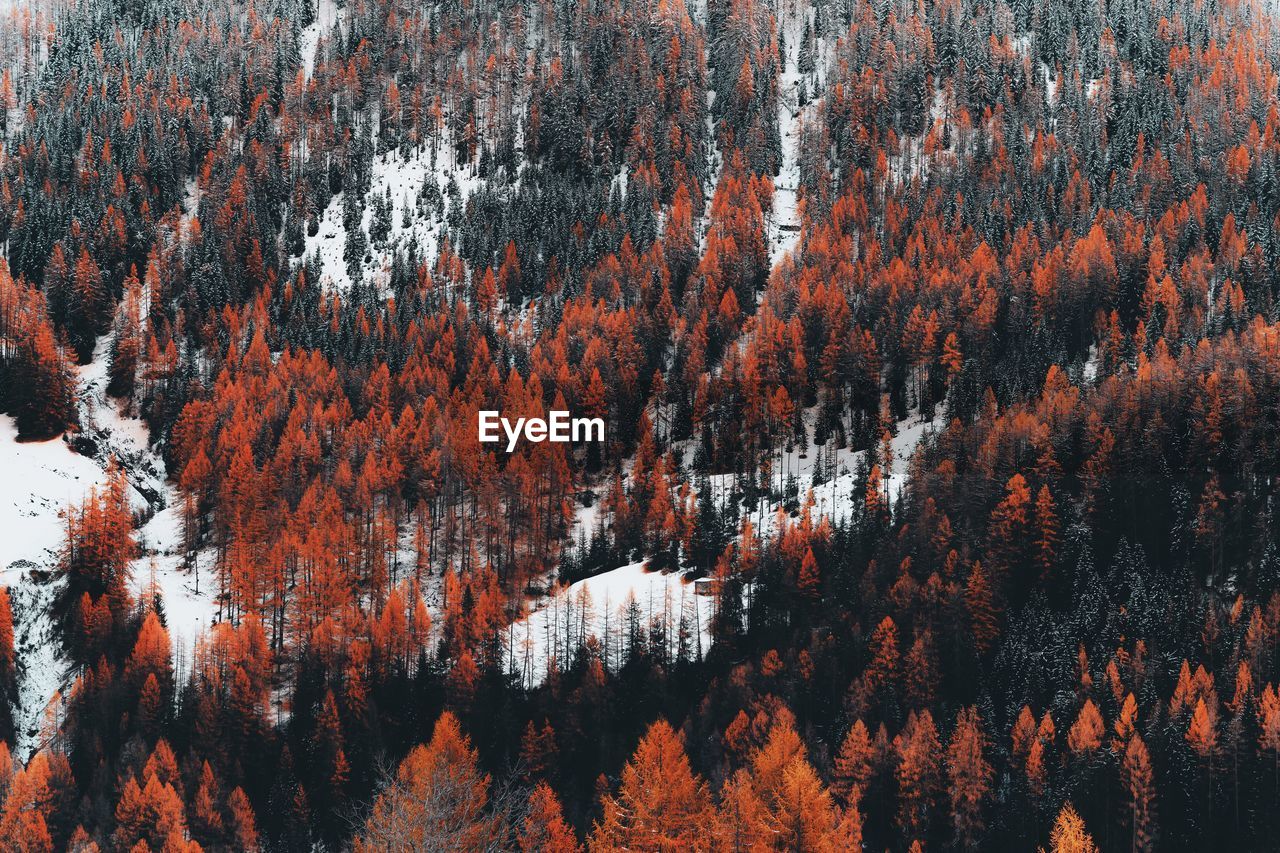 A fallen pine tree shows how life is precious, even in an environment that seems indifferent.