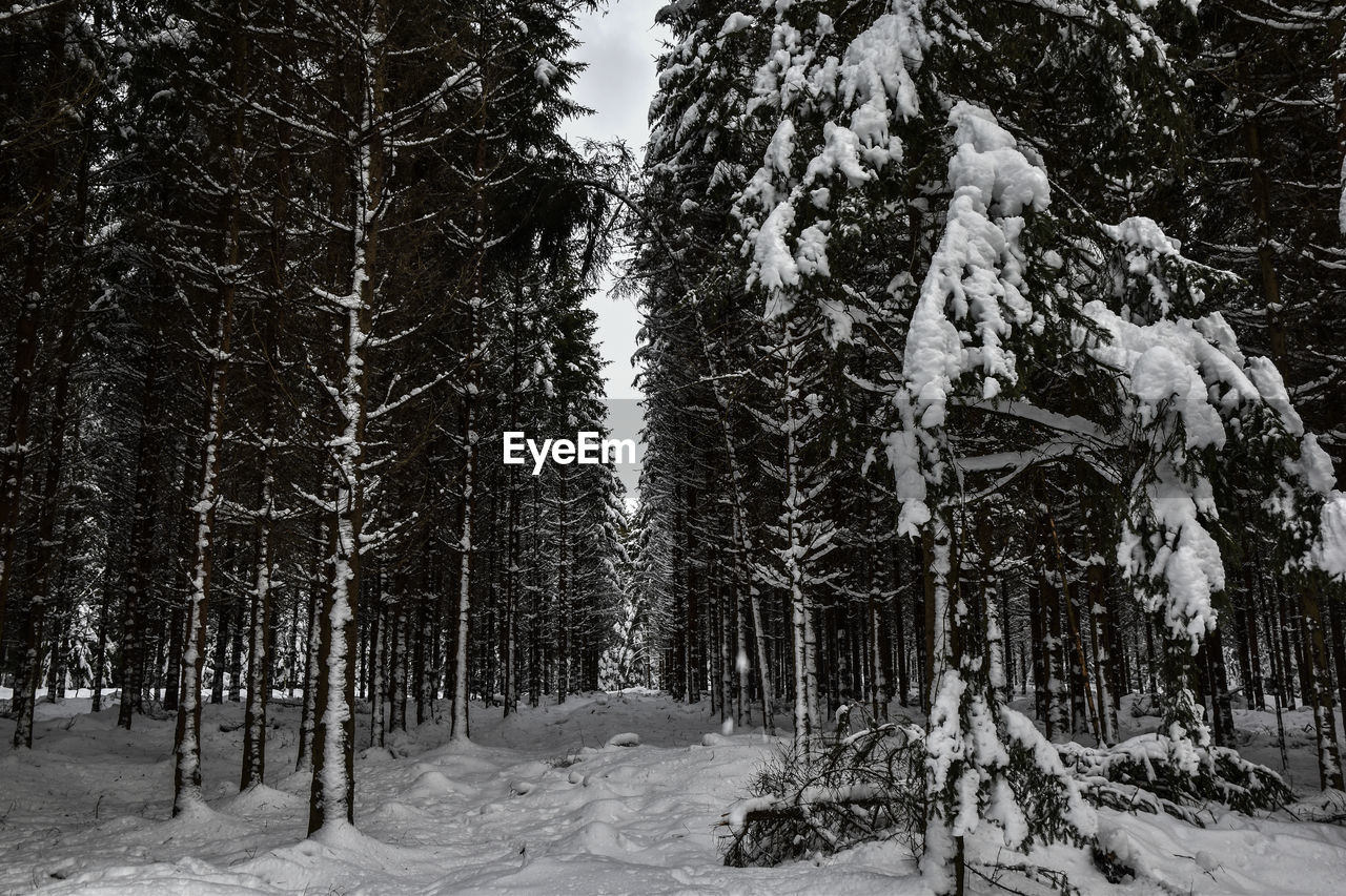 PINE TREES IN SNOW COVERED FOREST