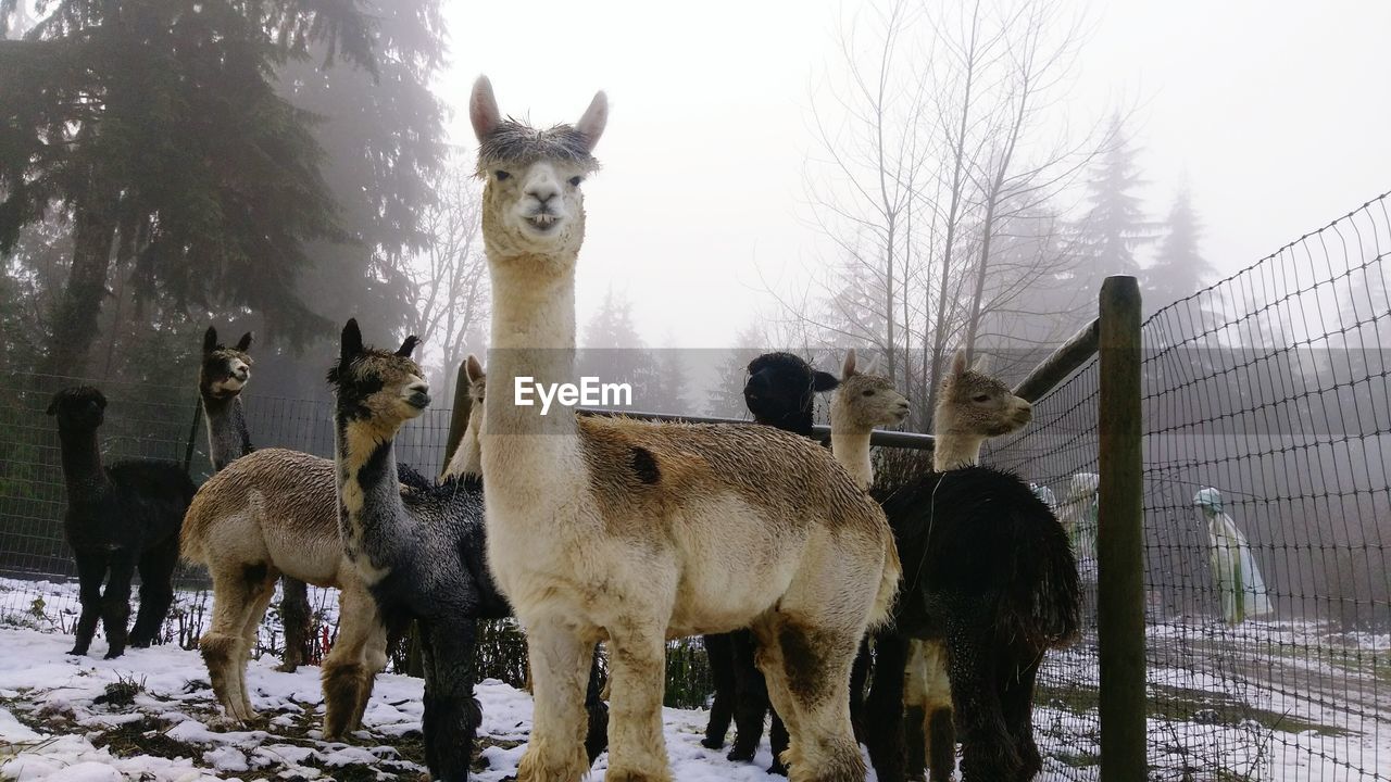 Alpacas in animal pen