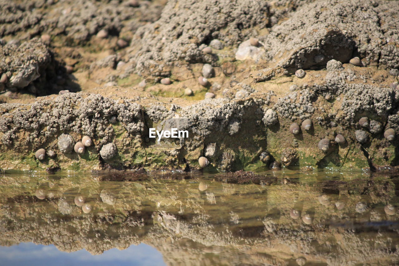 CLOSE-UP OF SHEEP ON ROCK AT SHORE