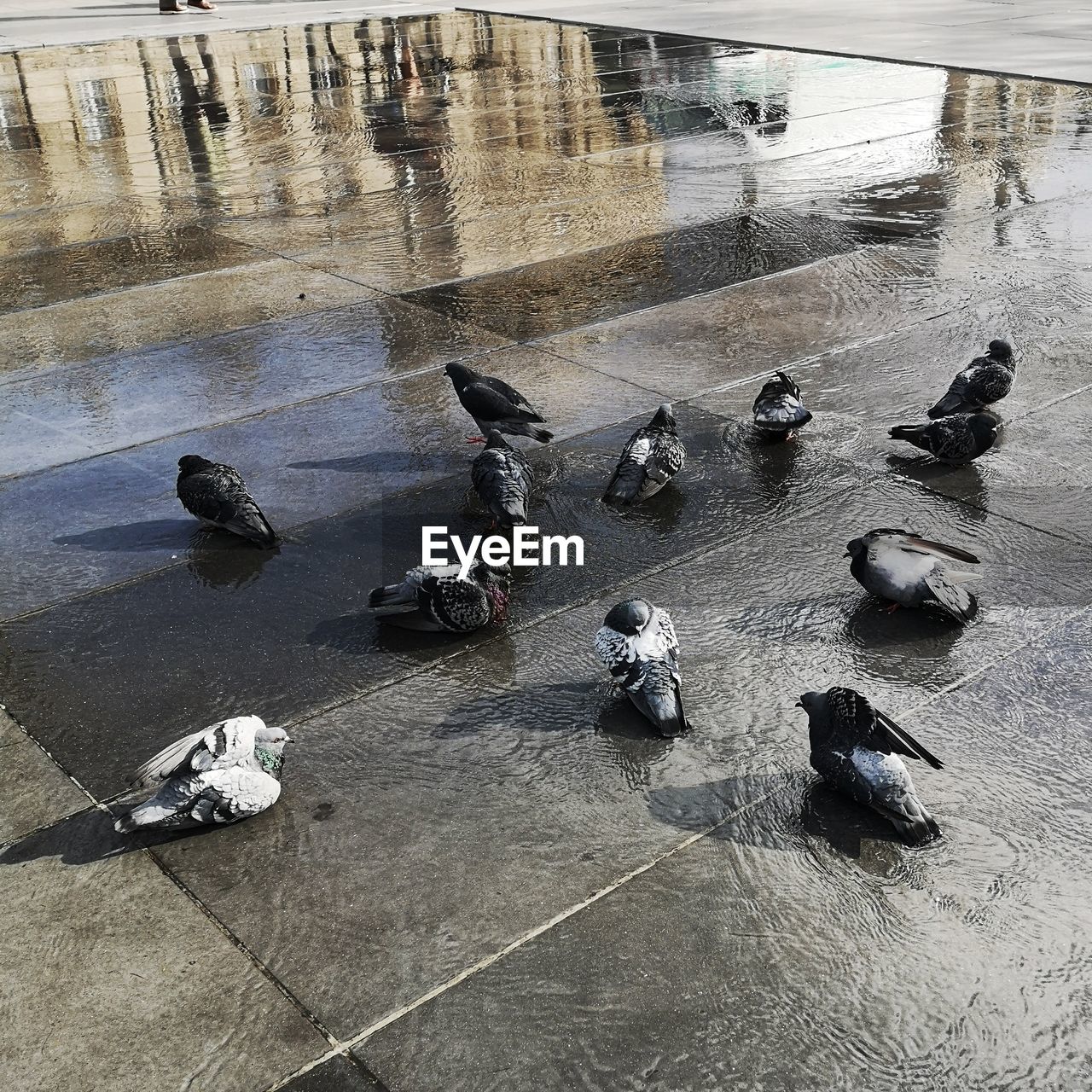 HIGH ANGLE VIEW OF PIGEONS IN CITY