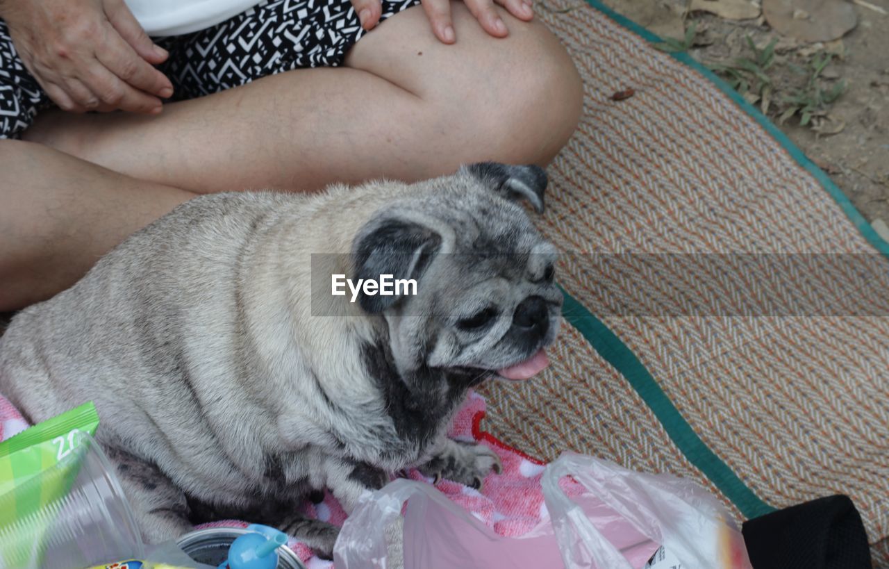 pug, canine, pet, dog, one animal, mammal, domestic animals, animal, animal themes, one person, puppy, adult, lap dog, friendship, lifestyles, midsection, sitting, women, high angle view, indoors, holding