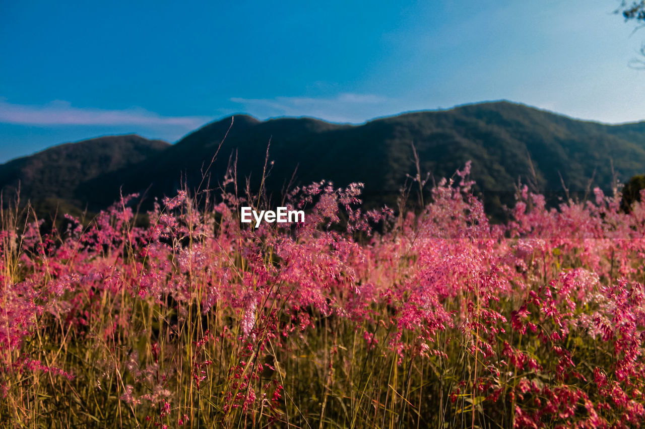 Pink flowering plants on field against sky