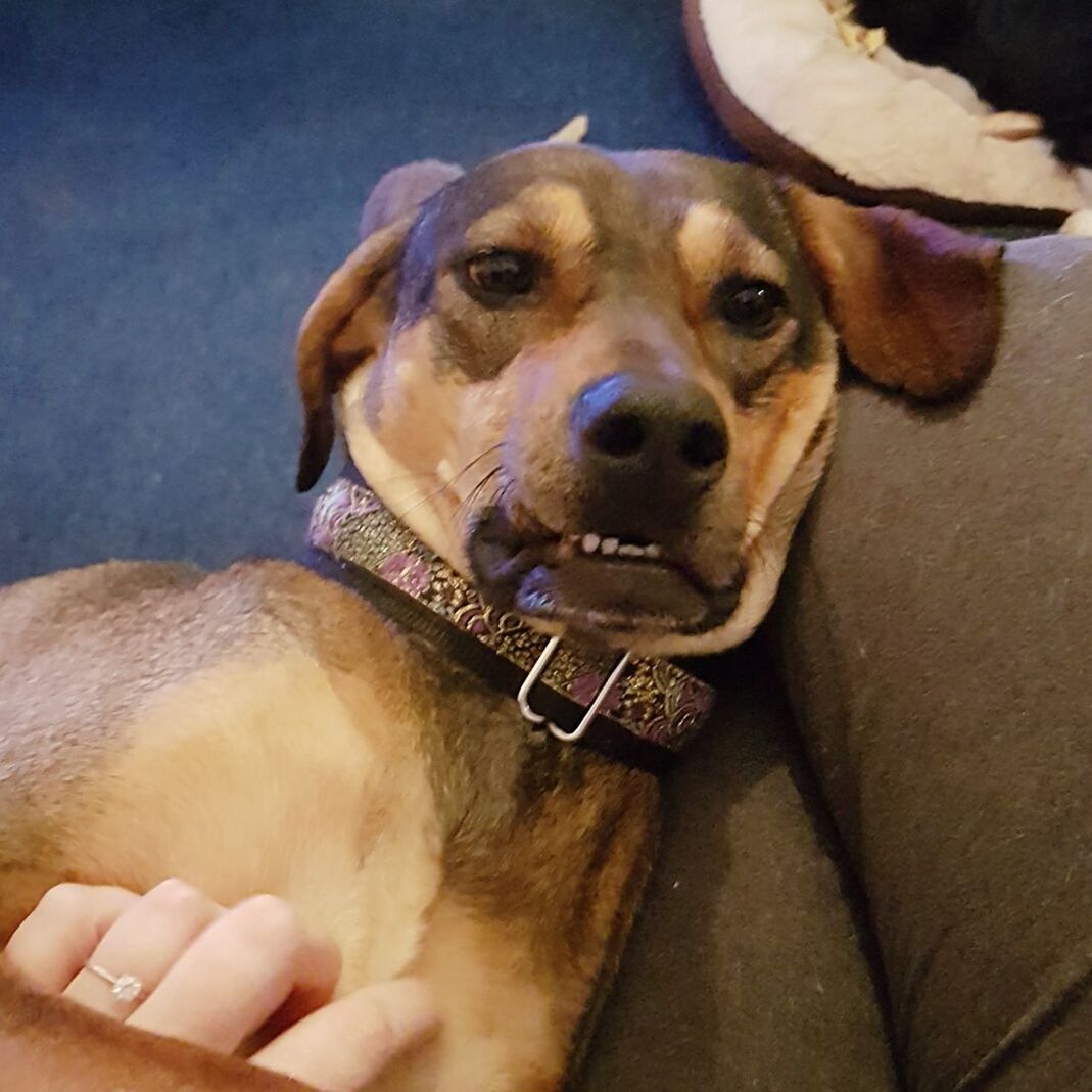 CLOSE-UP PORTRAIT OF DOG HAND