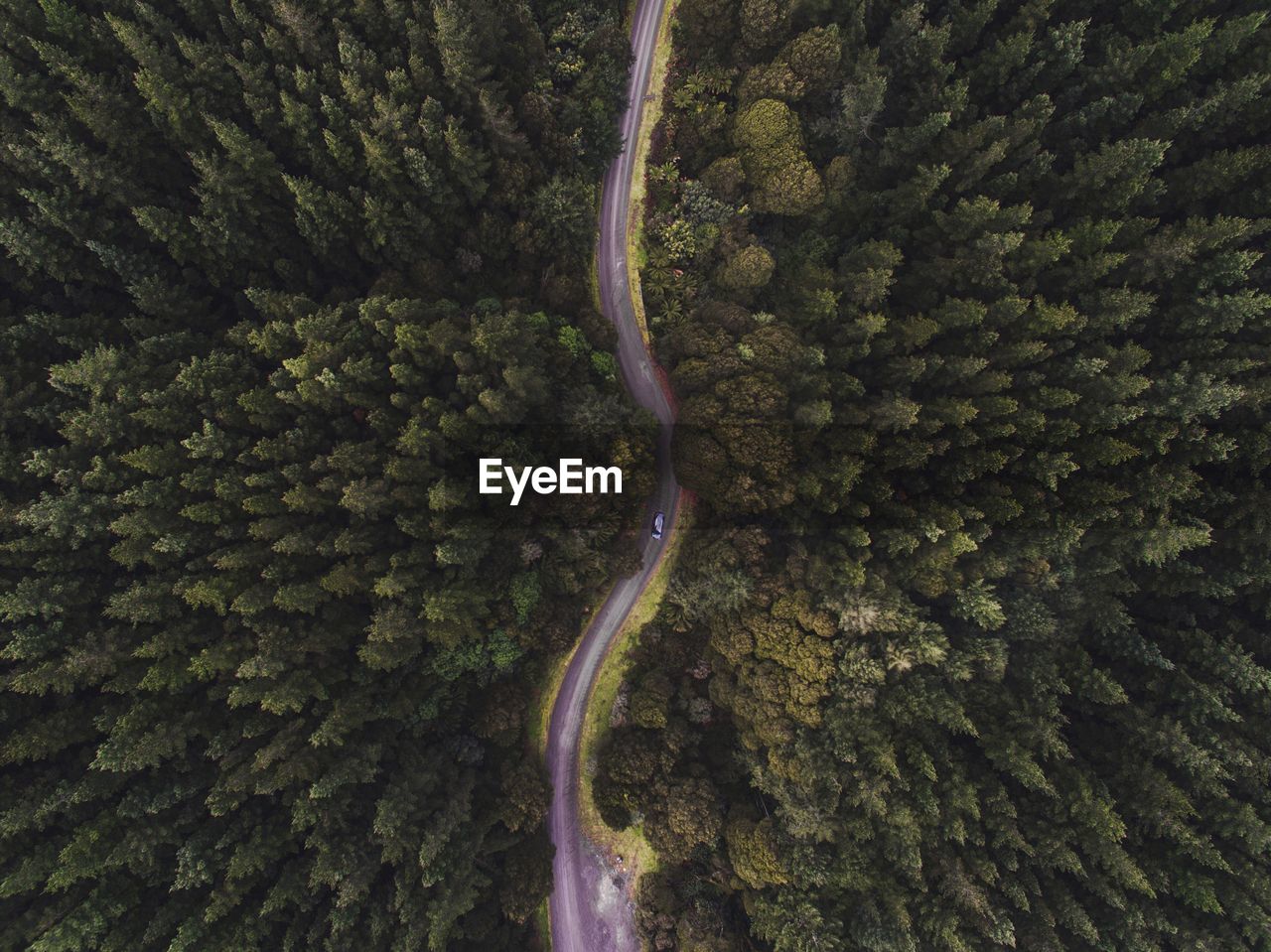 Aerial view of road amidst trees