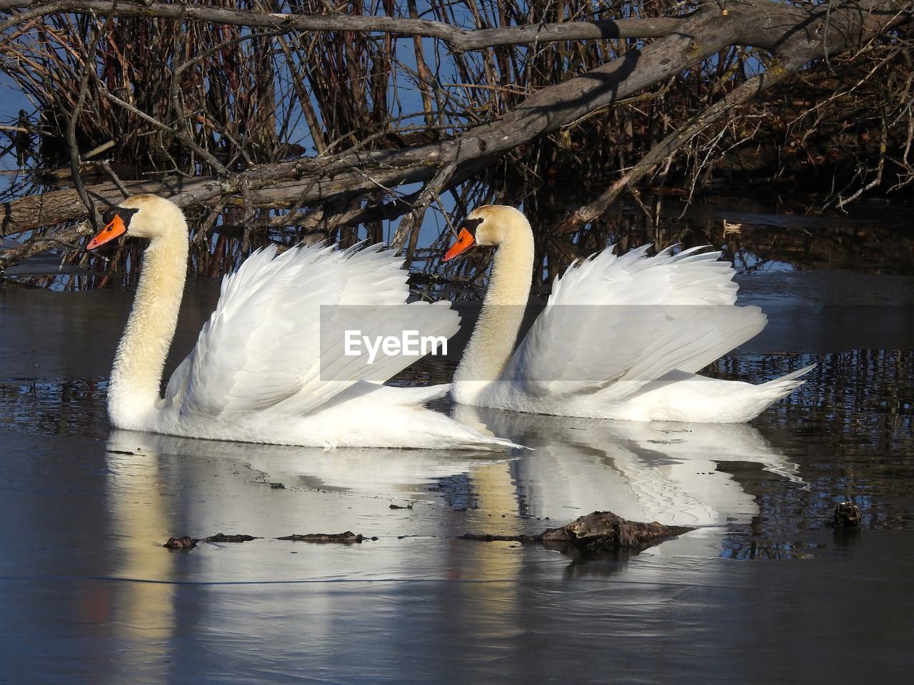 SWAN FLOATING ON WATER