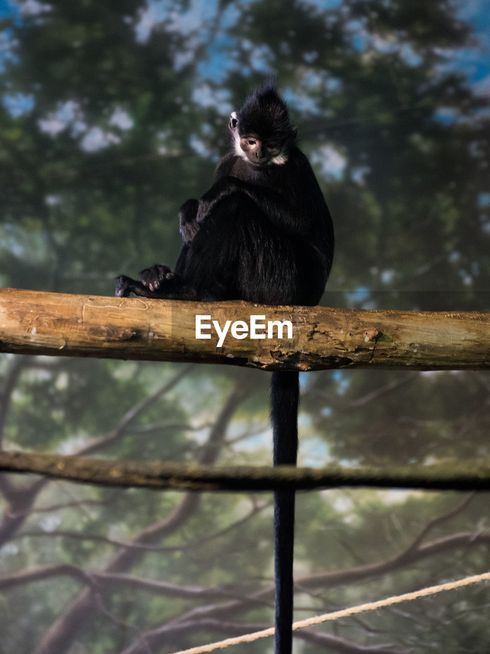 Low angle view of monkey perching on branch