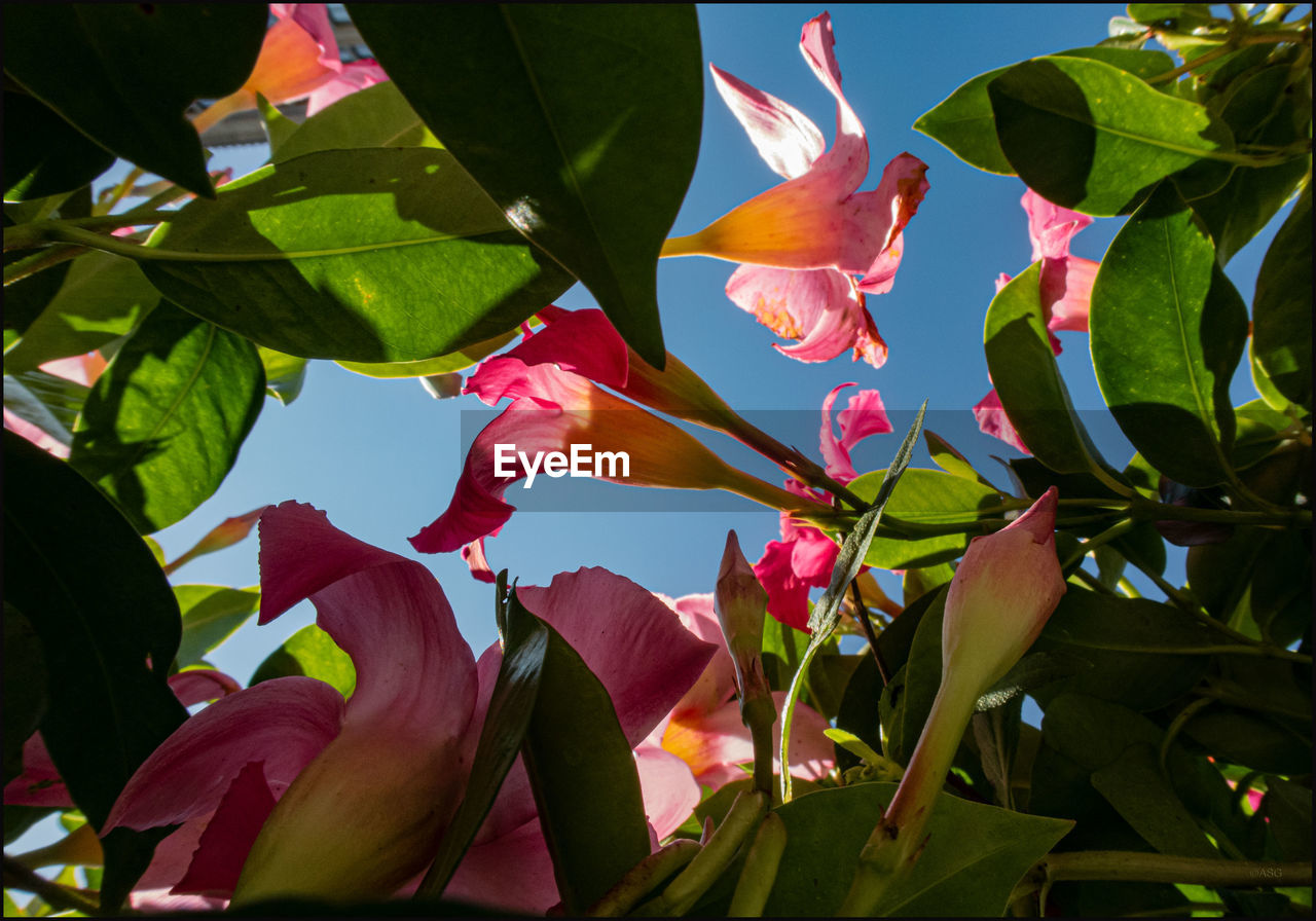 Low angle view of flowering plants against sky