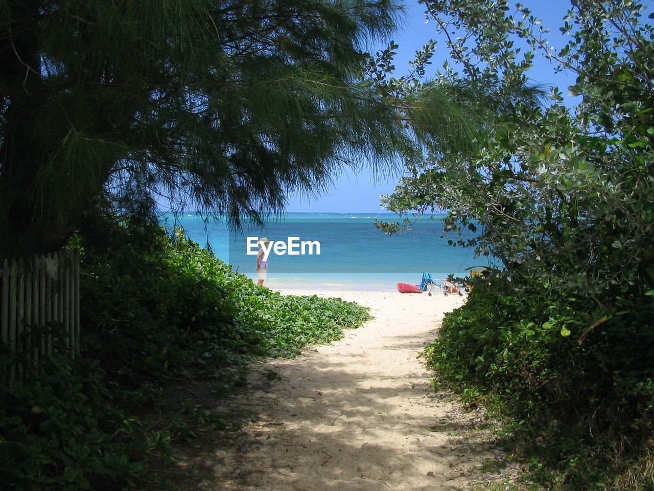 SCENIC VIEW OF SEA AGAINST TREES