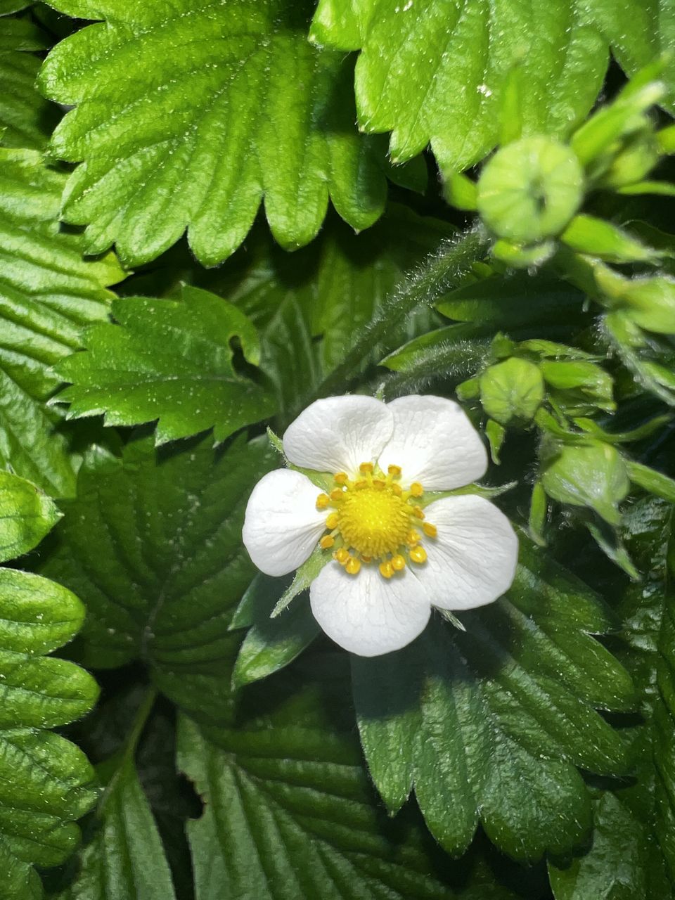 plant, flower, flowering plant, freshness, beauty in nature, leaf, plant part, growth, green, nature, close-up, fragility, flower head, petal, inflorescence, white, no people, day, botany, outdoors, high angle view, pollen, springtime, drop, blossom, wildflower