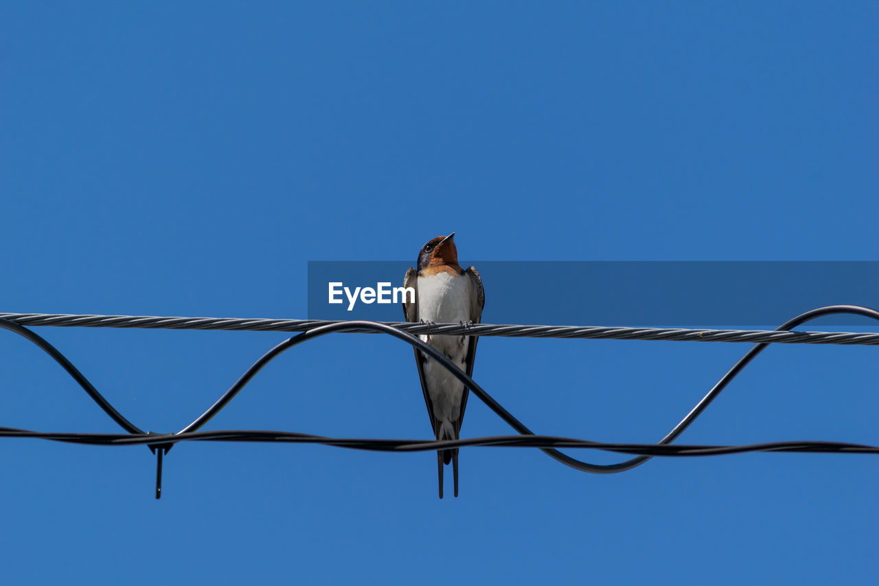 LOW ANGLE VIEW OF BIRD PERCHING ON CABLE