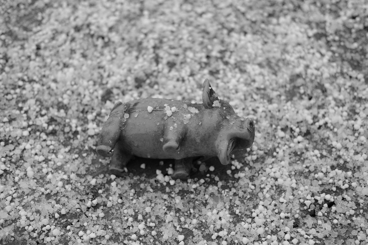 High angle view of pig toy on hailstones