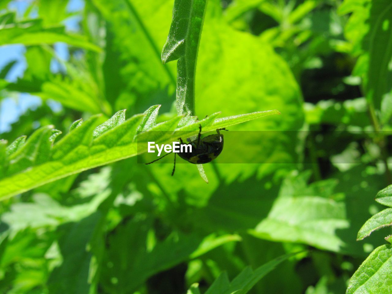 CLOSE-UP OF INSECT ON PLANT