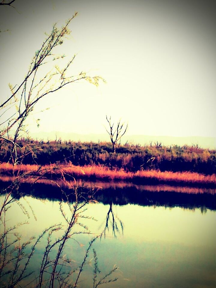 REFLECTION OF TREES IN WATER