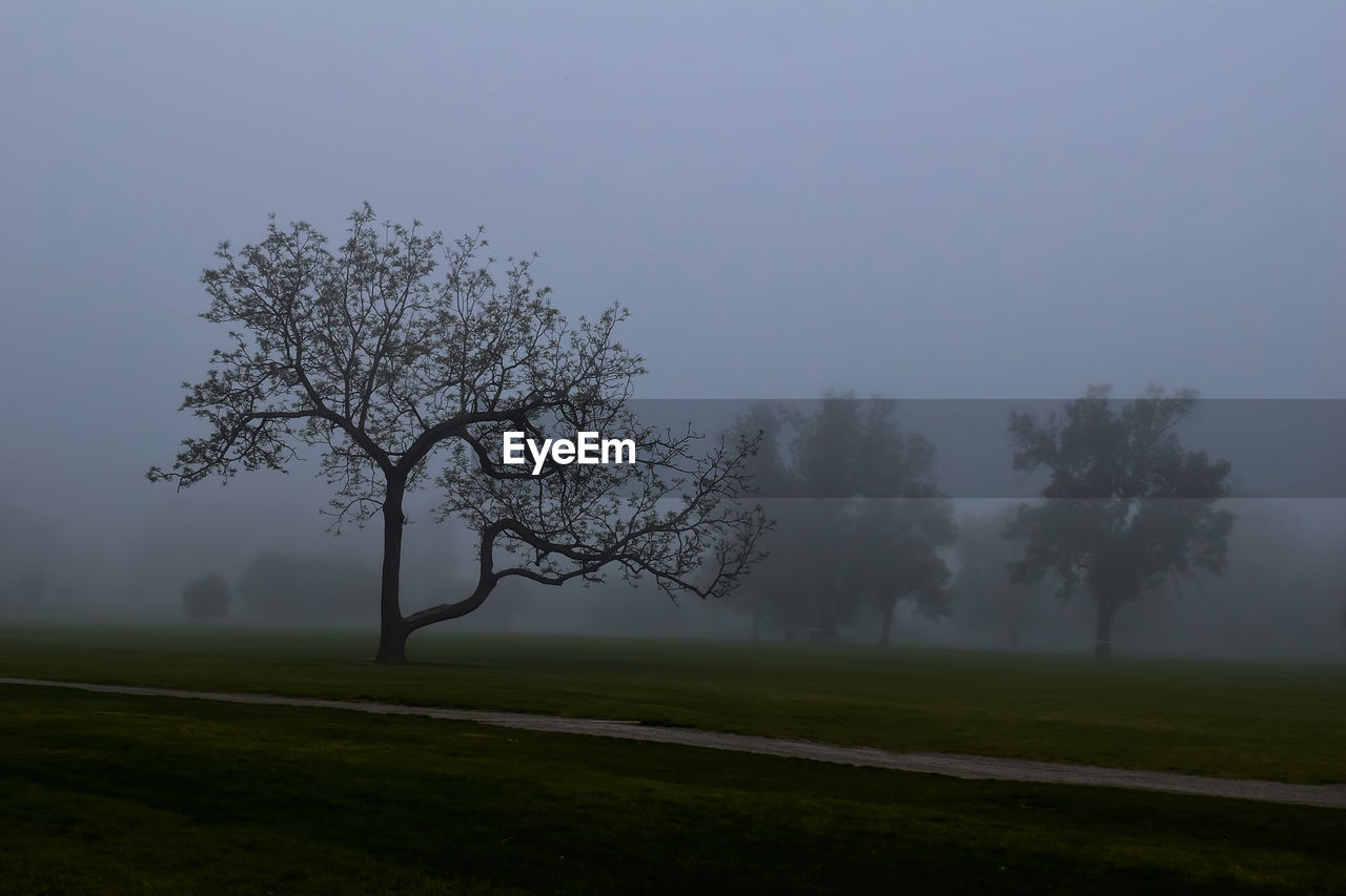 TREE ON FIELD DURING FOGGY WEATHER