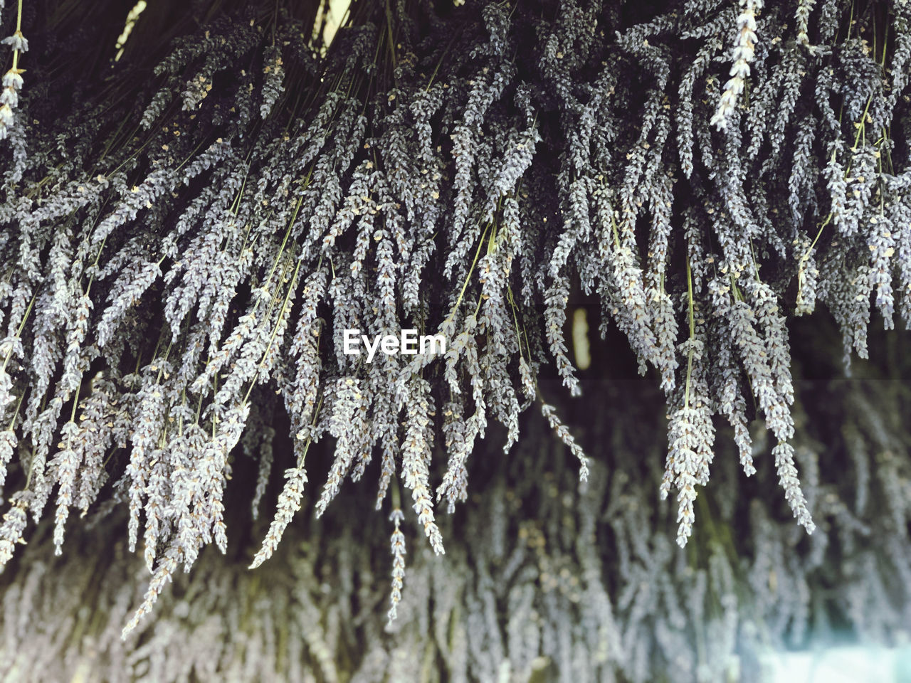 FULL FRAME SHOT OF FROZEN PLANT