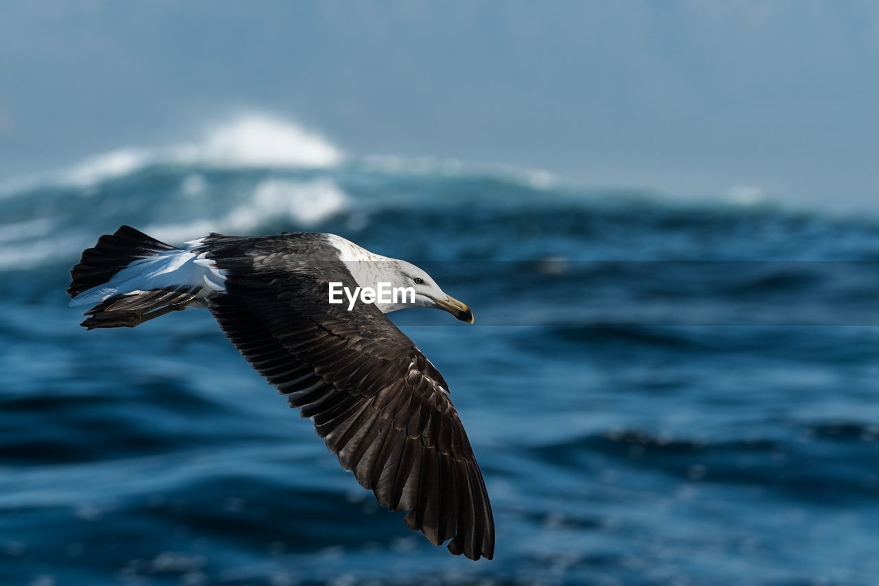 BIRD FLYING OVER SEA