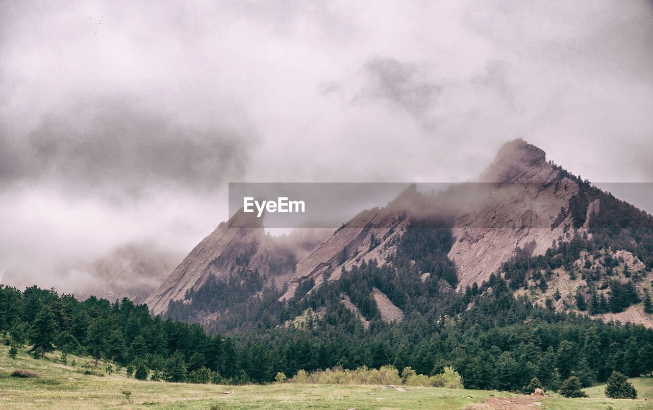 Panoramic shot of trees on landscape against sky