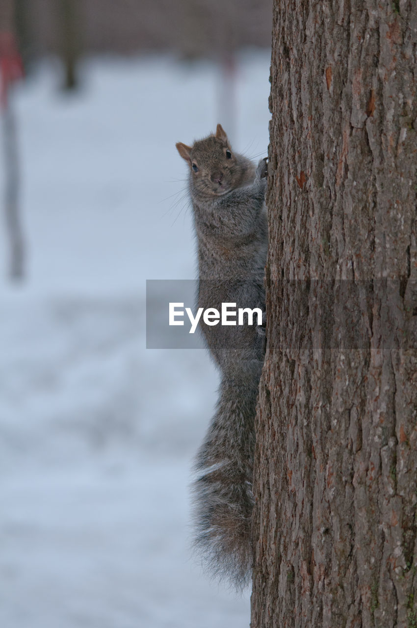 VIEW OF SQUIRREL ON TREE TRUNK