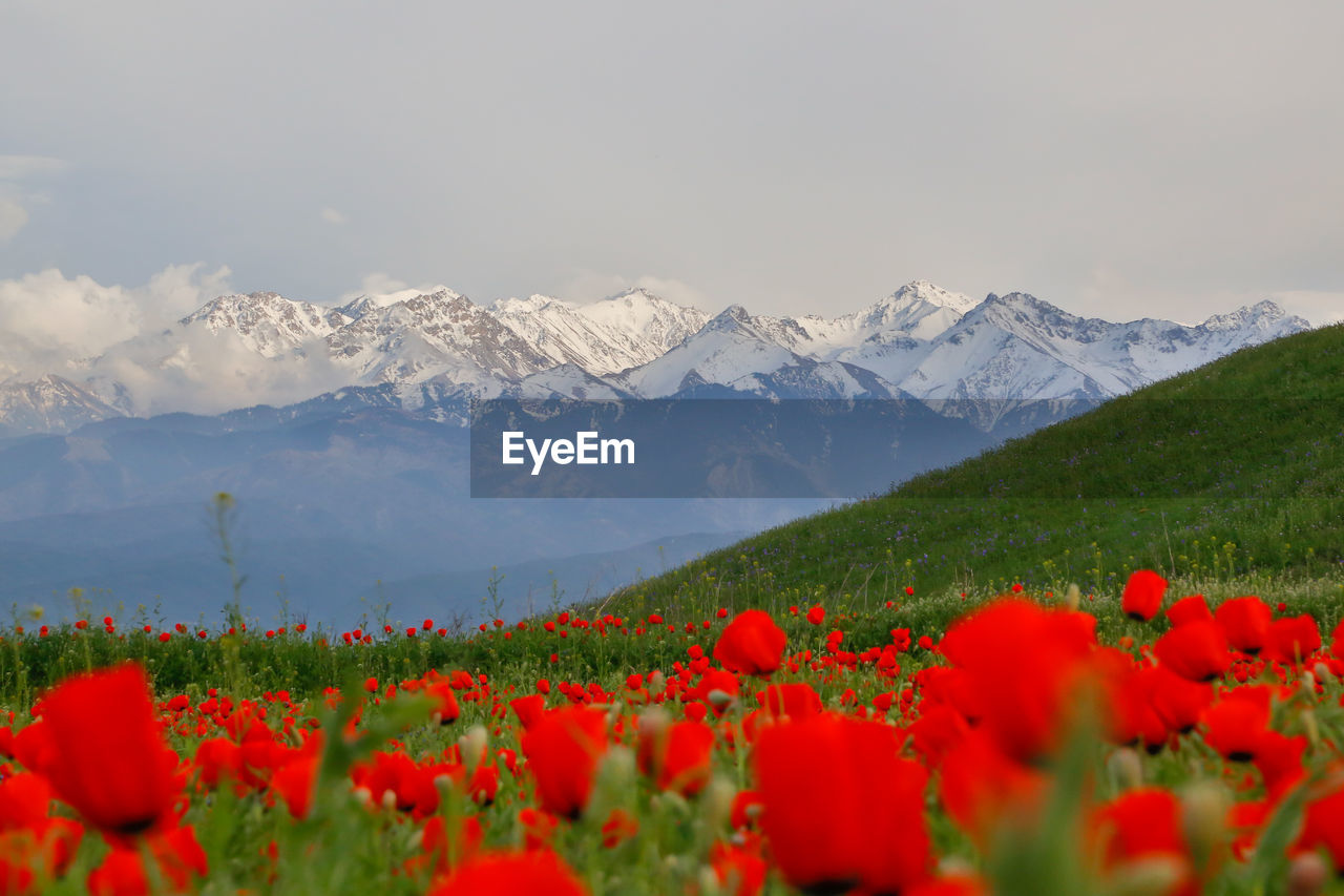 Scenic view of red poppy and mountains against sky