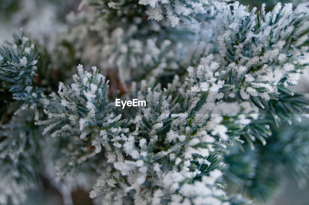 Close-up of frozen tree