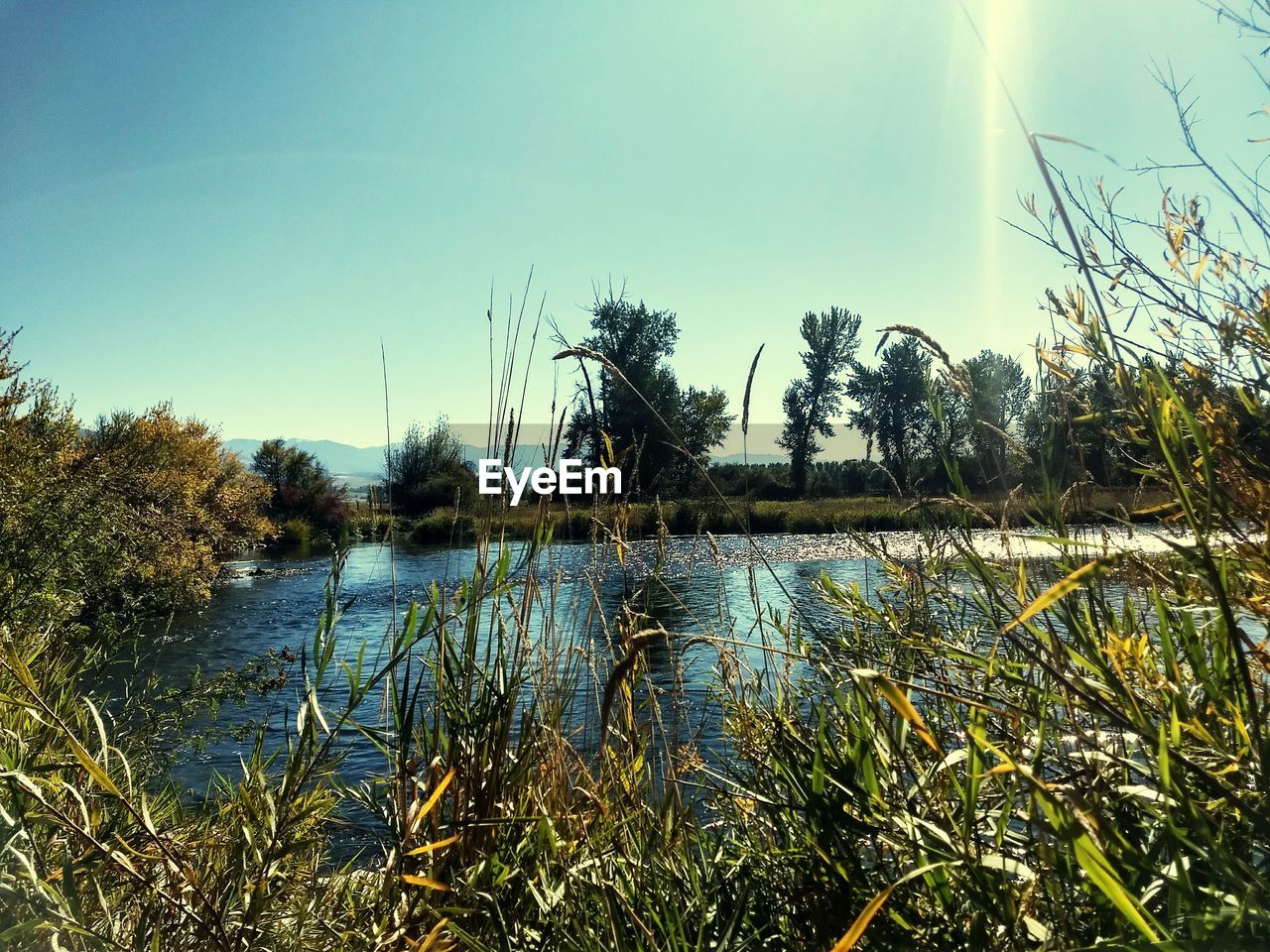 PLANTS BY LAKE AGAINST CLEAR SKY