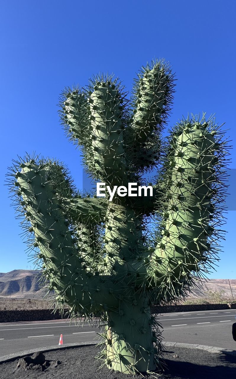 plant, nature, sky, tree, clear sky, blue, cactus, no people, day, flower, succulent plant, outdoors, growth, sunny, desert, sunlight, beauty in nature, land