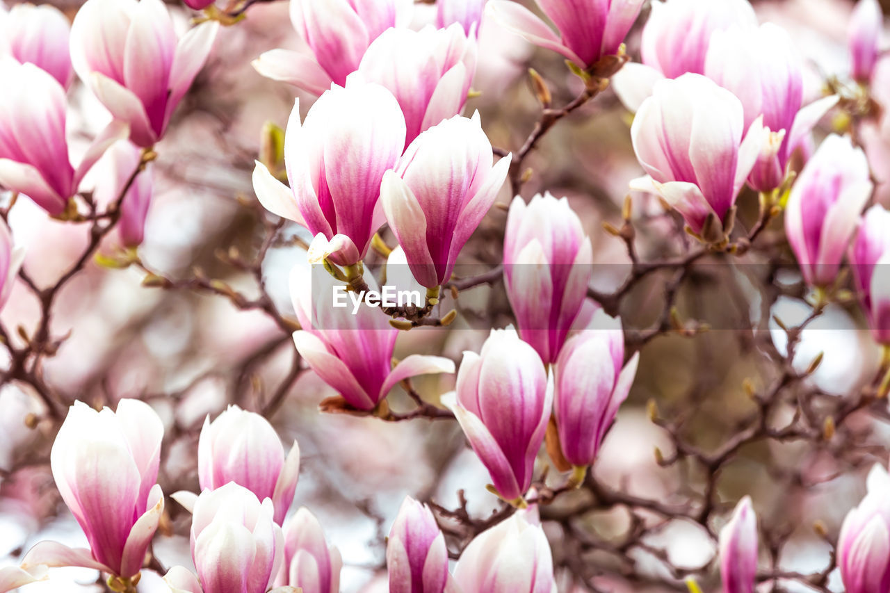 plant, flower, flowering plant, beauty in nature, pink, freshness, fragility, magnolia, blossom, springtime, nature, close-up, spring, petal, growth, tree, no people, flower head, branch, focus on foreground, inflorescence, outdoors, day, backgrounds, selective focus, full frame, macro photography