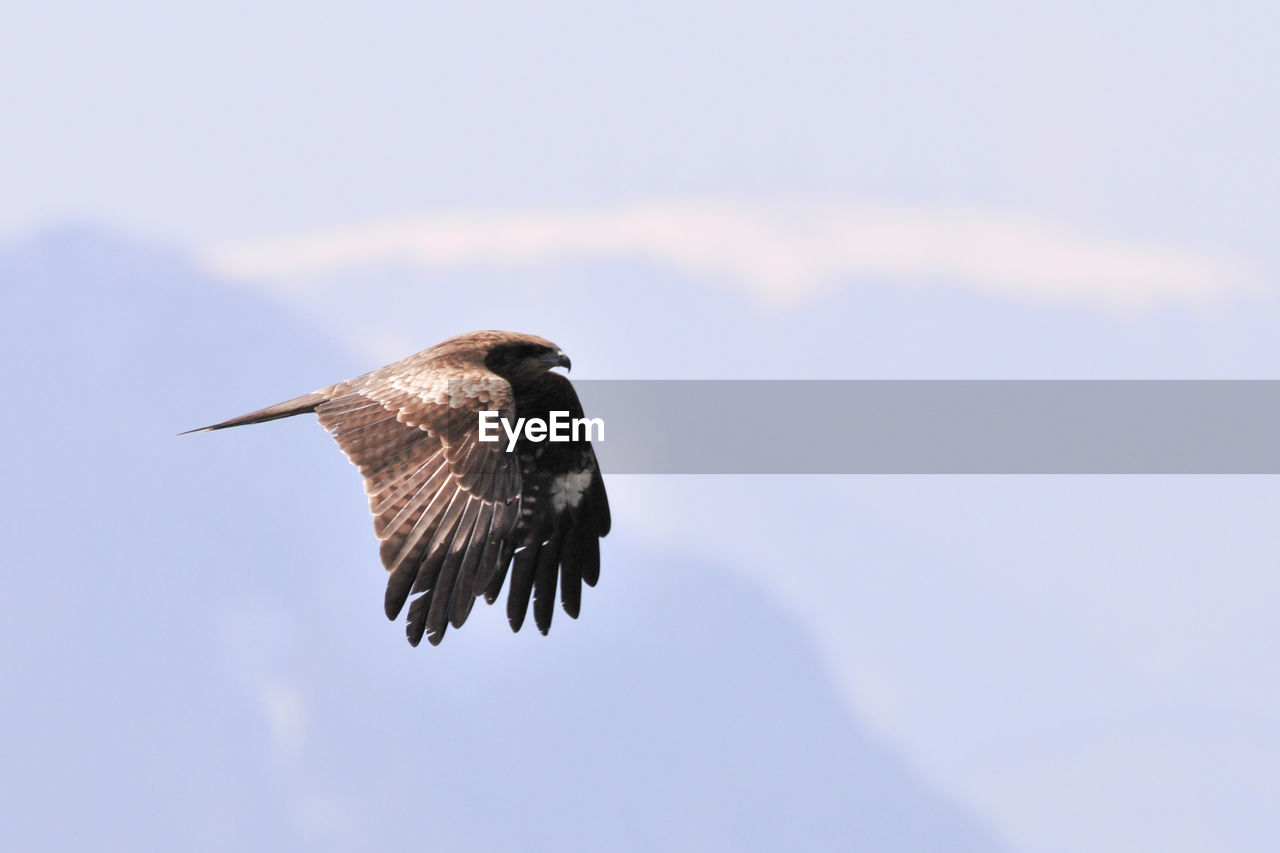 LOW ANGLE VIEW OF OWL FLYING AGAINST SKY