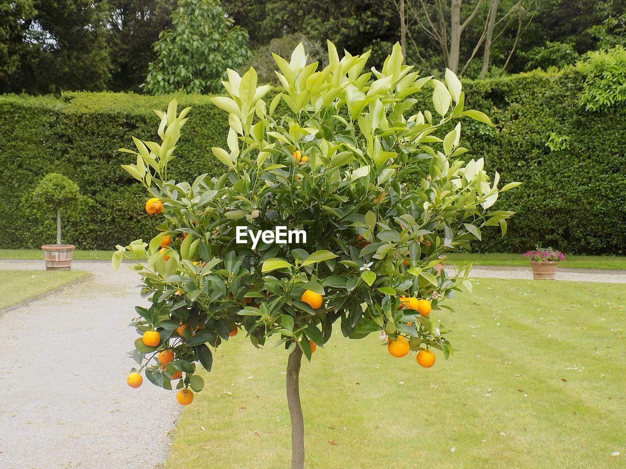 Orange tree in park against hedges