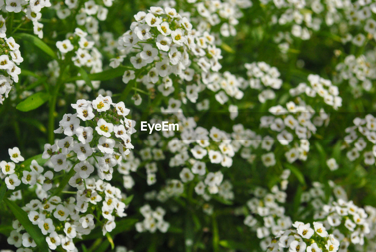CLOSE-UP OF FLOWERS BLOOMING IN PLANT
