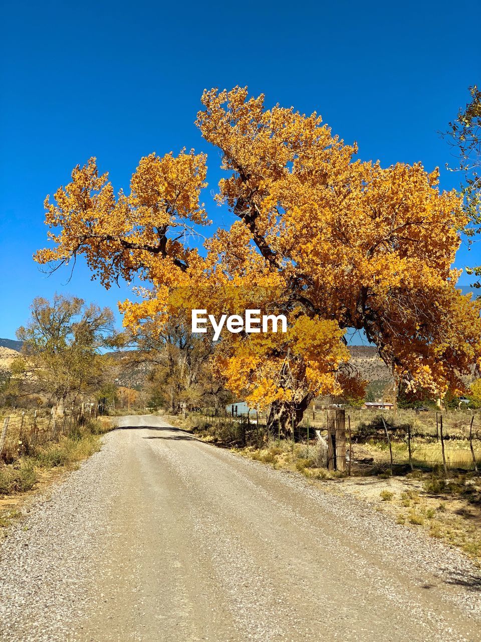 ROAD BY TREES AGAINST CLEAR BLUE SKY