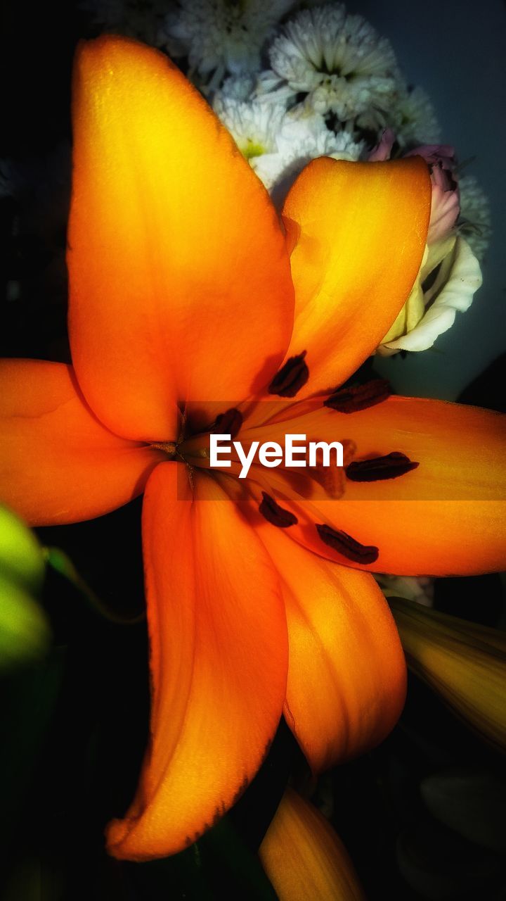 CLOSE-UP OF ORANGE FLOWERS