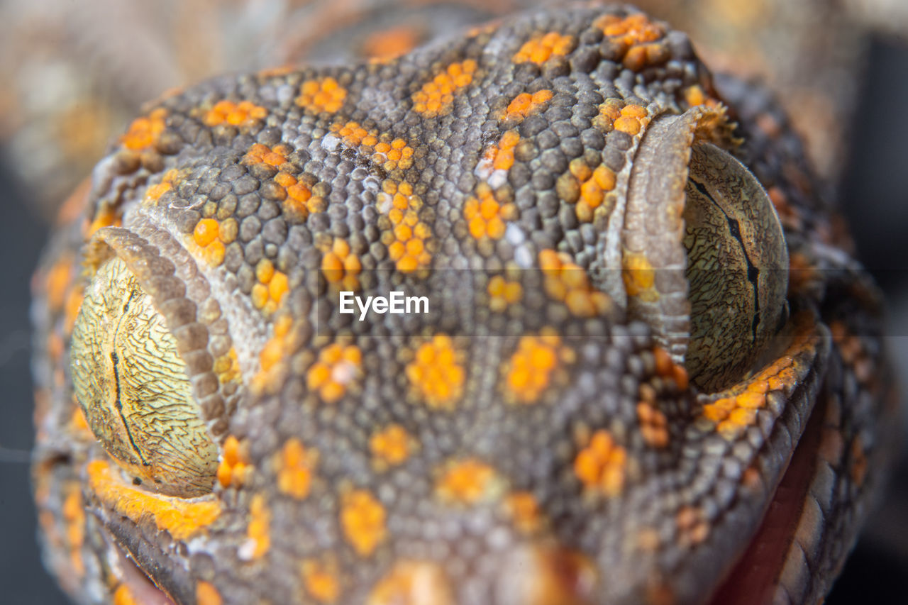 CLOSE-UP OF A REPTILE