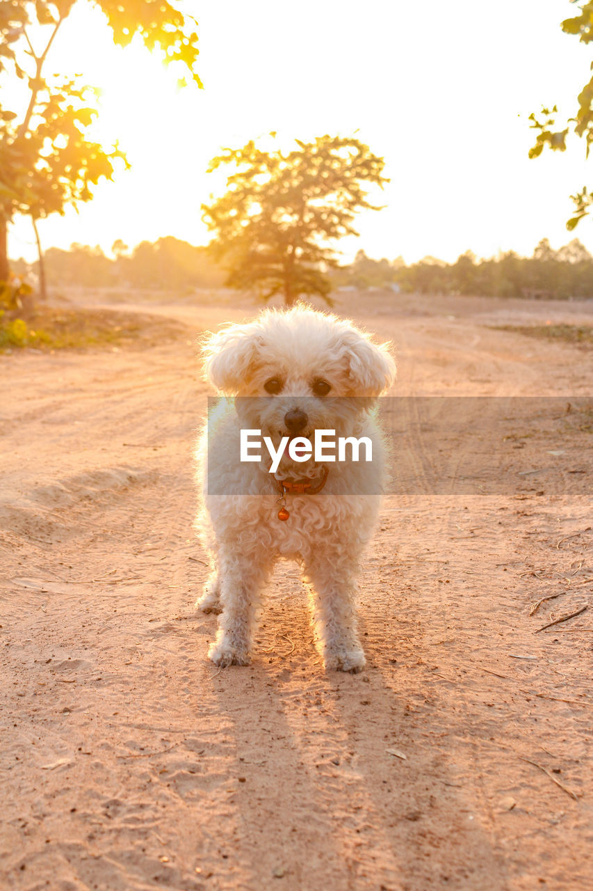 Portrait of a dog running on landscape