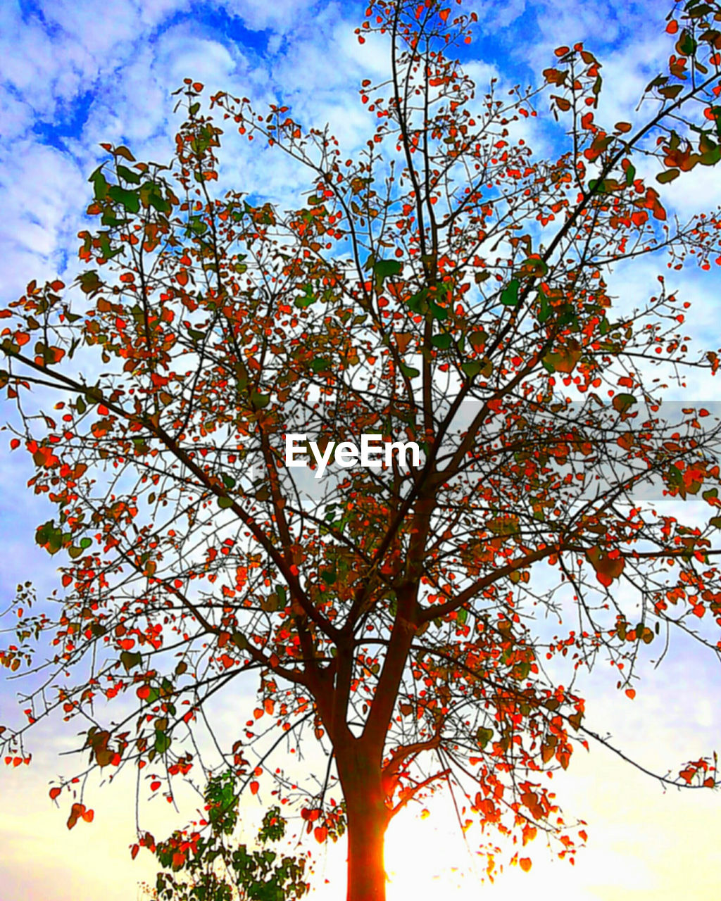 LOW ANGLE VIEW OF TREES AGAINST SKY