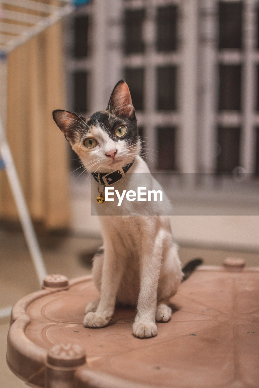 PORTRAIT OF CAT SITTING ON FLOOR AT HOME