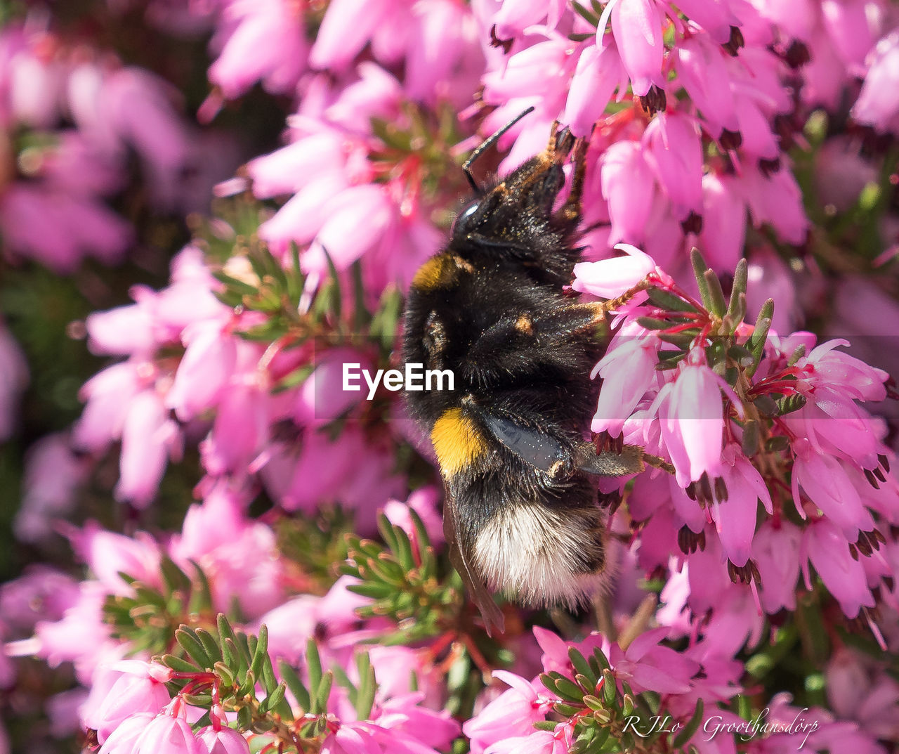 Close-up of honey bee pollinating flower