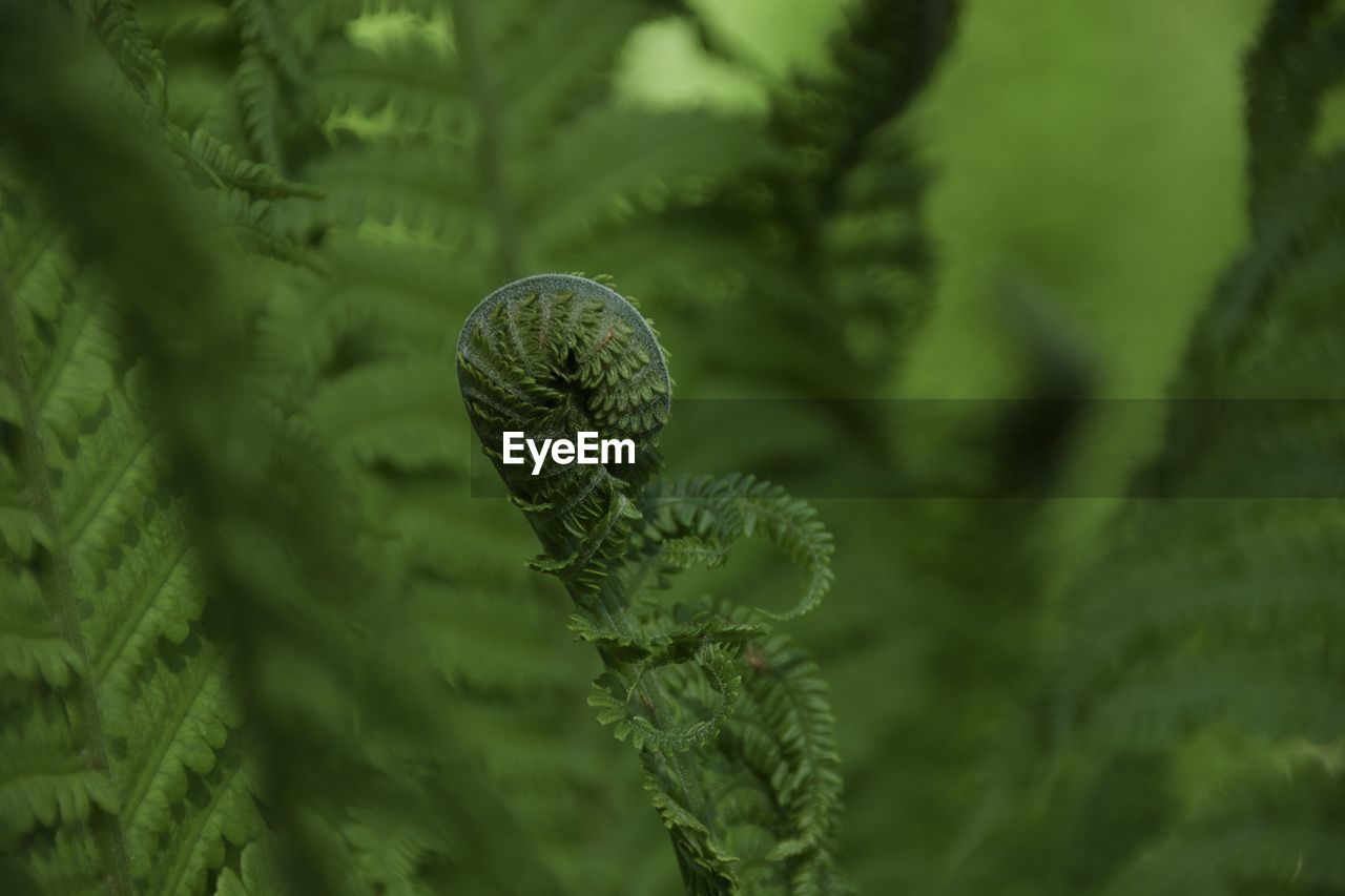 Close-up of fern growing on tree