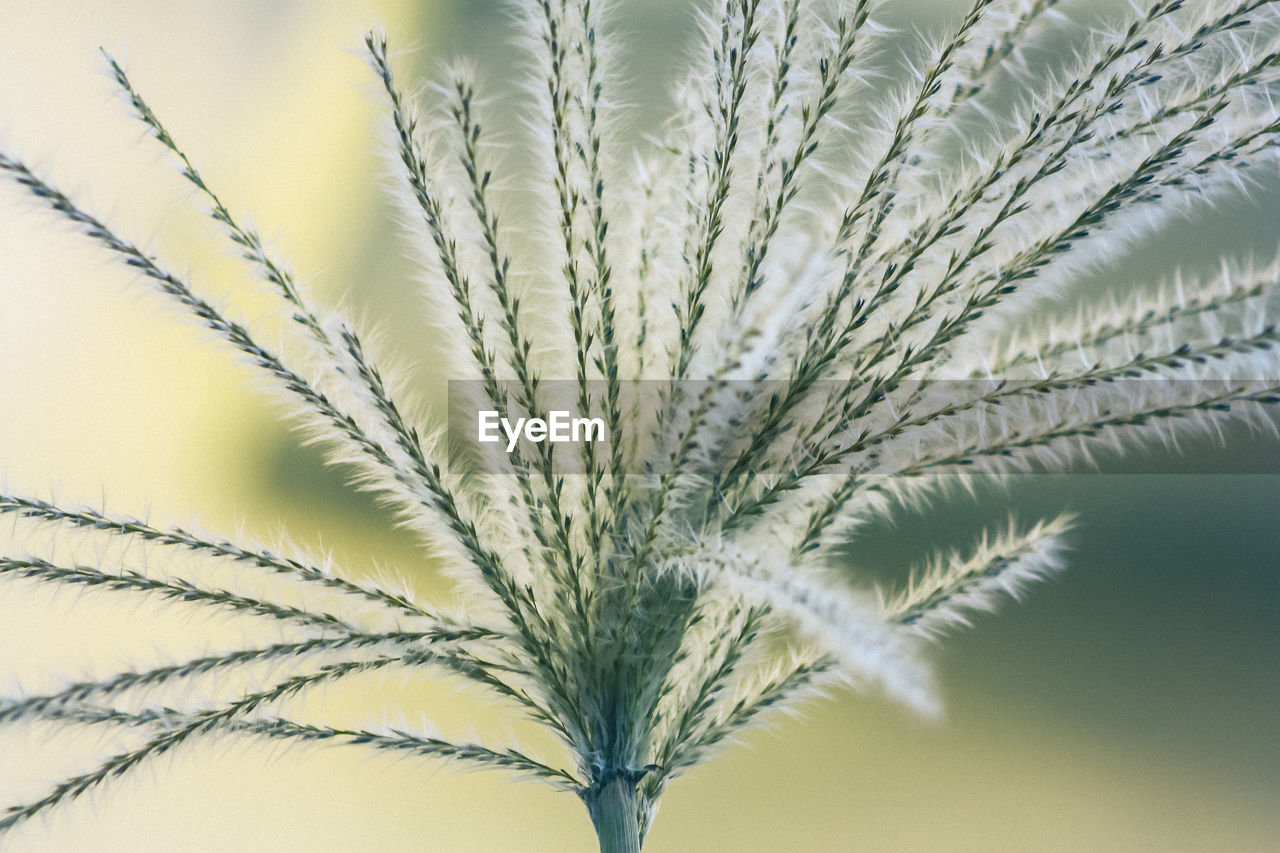 Close-up of wheat plant against clear sky