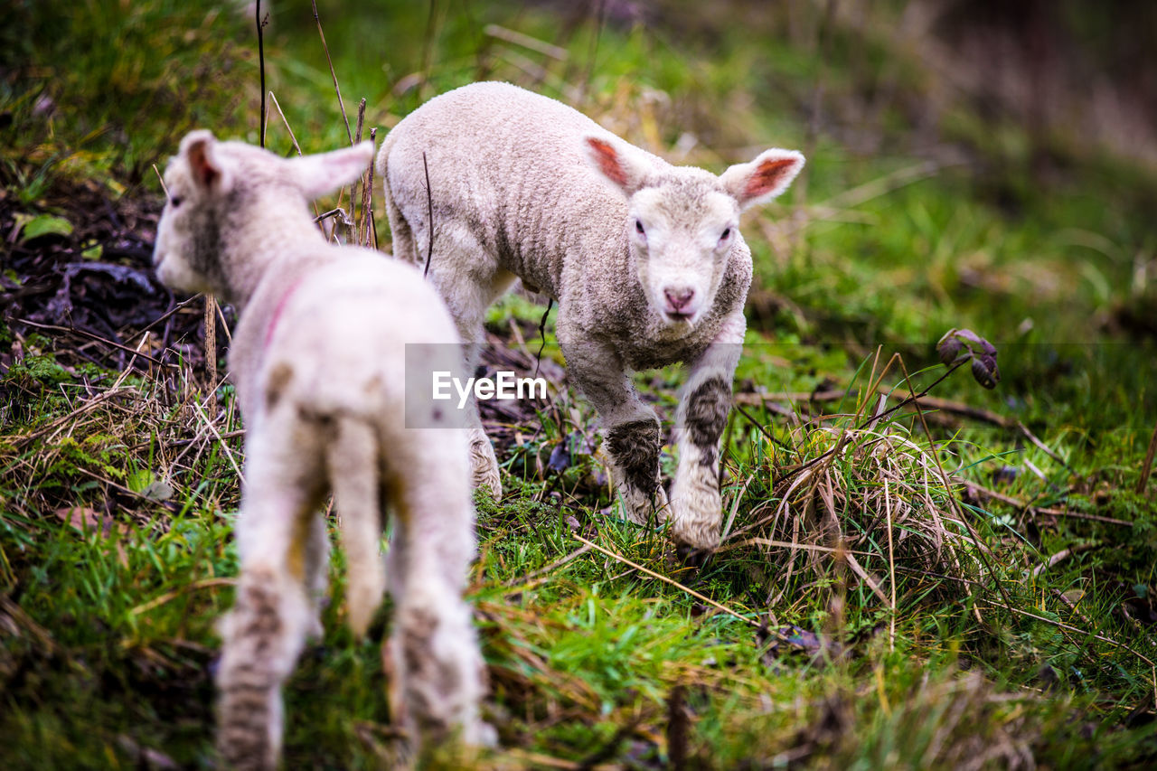 DOG ON GRASSLAND