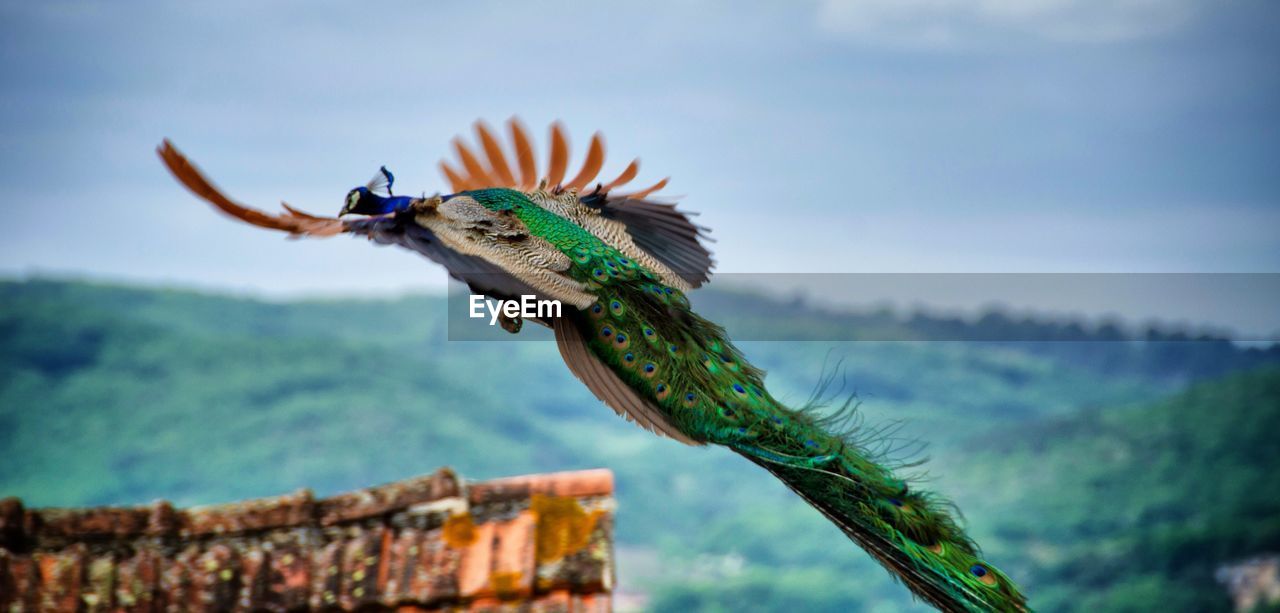 Low angle view of peacock flying against sky