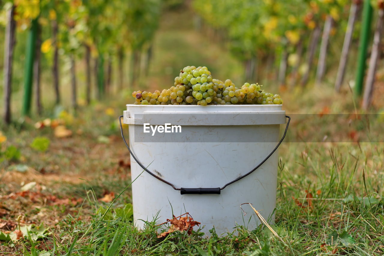 Bucket full of grapes in vineyard