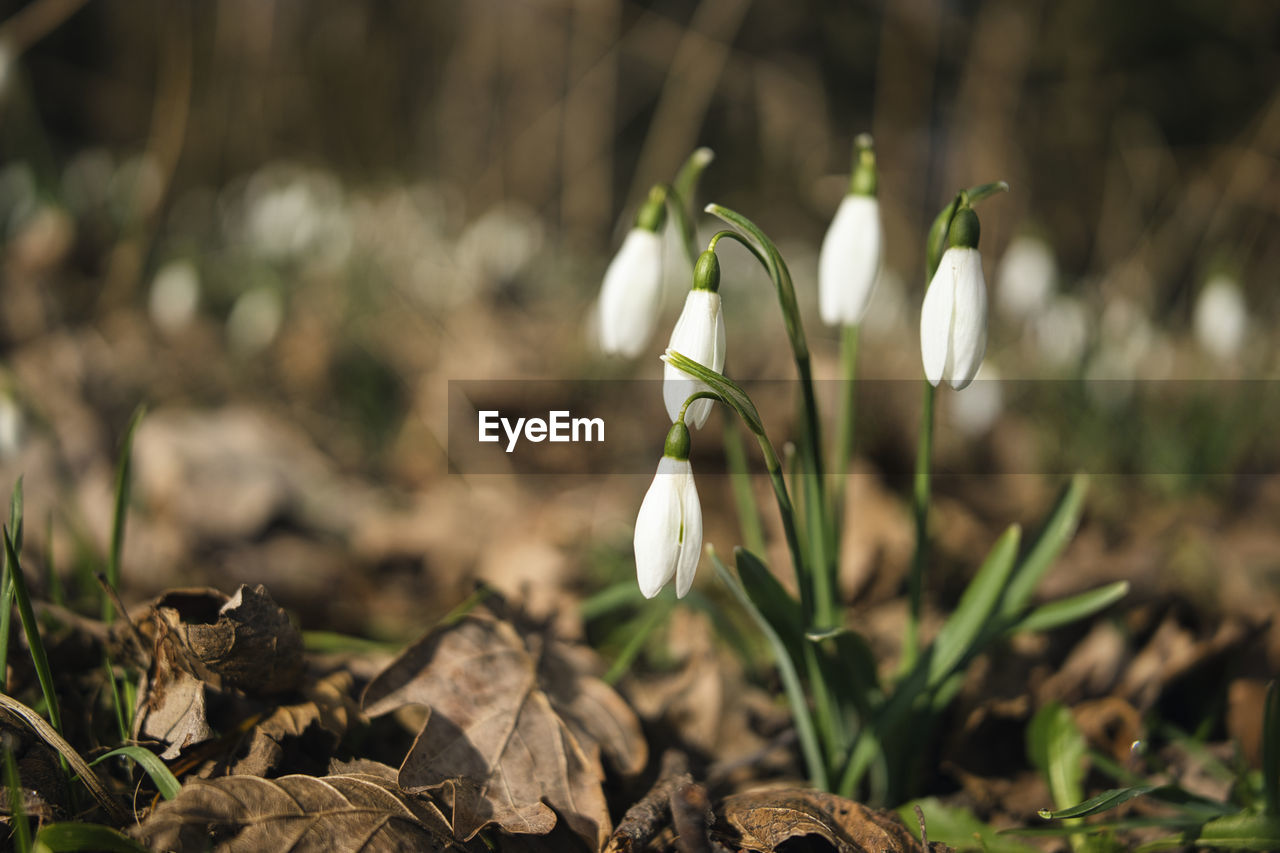 CLOSE-UP OF WHITE FLOWER ON FIELD