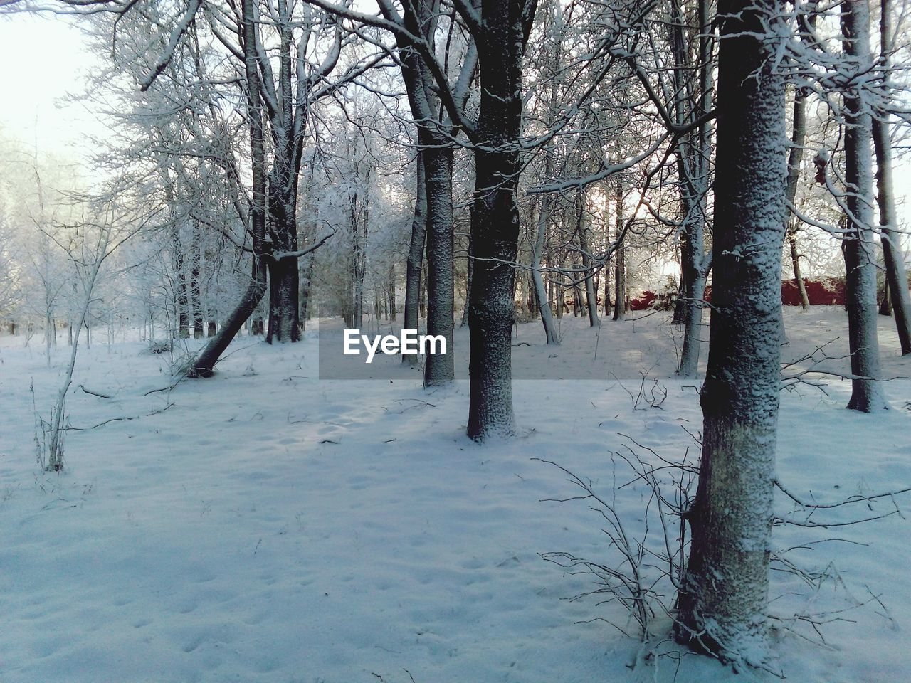 SNOW COVERED TREES IN FOREST